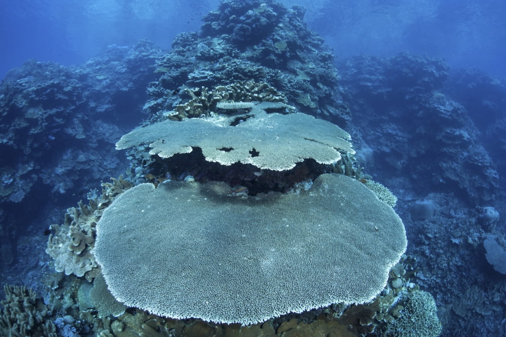 Reef-building corals grow on a reef in the Solomon Islands Canvas Art - Ethan DanielsStocktrek Images (17 x 12)