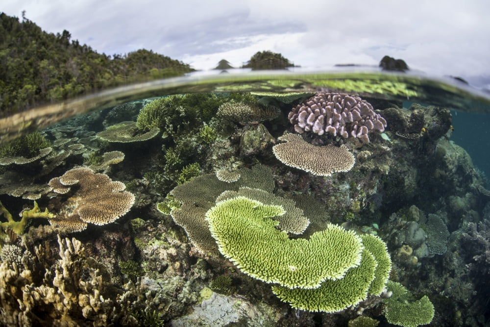 Reef-building corals in Raja Ampat Indonesia Canvas Art - Ethan DanielsStocktrek Images (18 x 12)