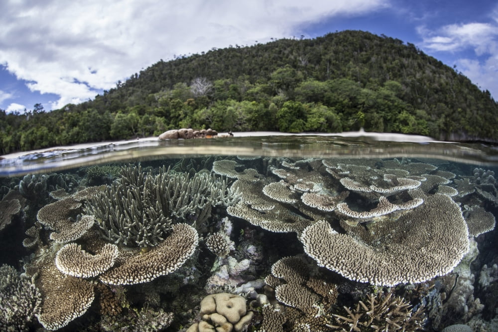 Reef-building corals in Raja Ampat Indonesia Canvas Art - Ethan DanielsStocktrek Images (18 x 12)