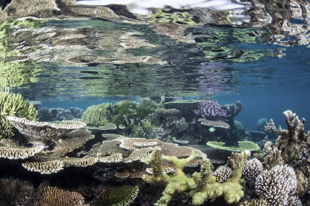 Reef-building corals in Raja Ampat Indonesia Canvas Art - Ethan DanielsStocktrek Images (35 x 24)