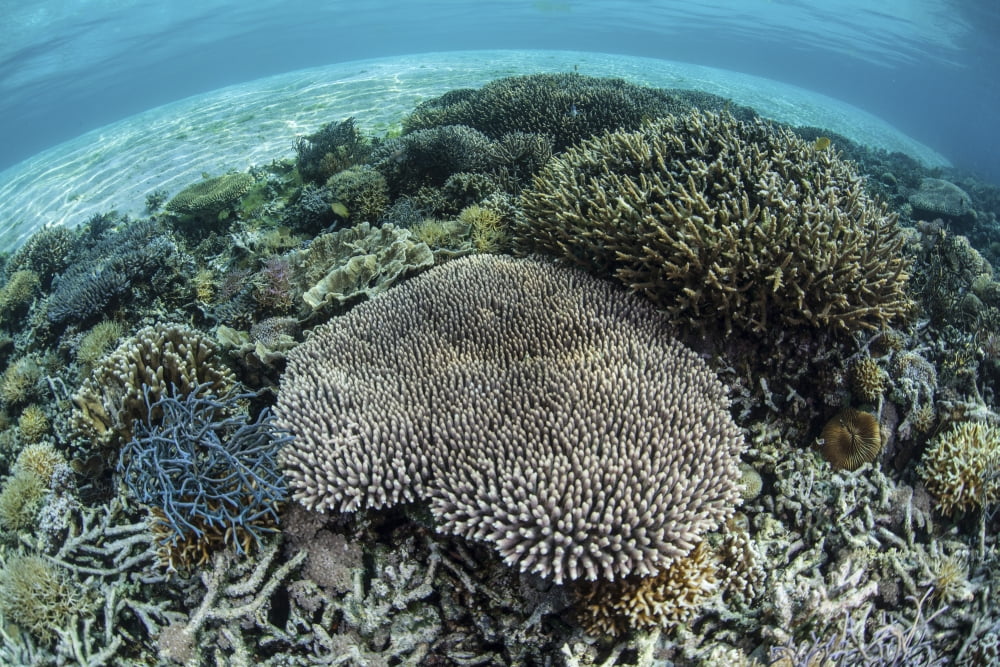 Reef-building corals near Alor Indonesia Canvas Art - Ethan DanielsStocktrek Images (35 x 24)