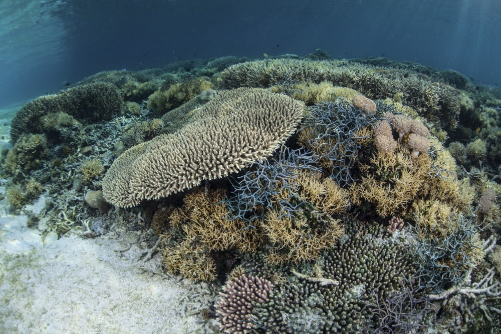 Reef-building corals near Alor Indonesia Canvas Art - Ethan DanielsStocktrek Images (35 x 24)