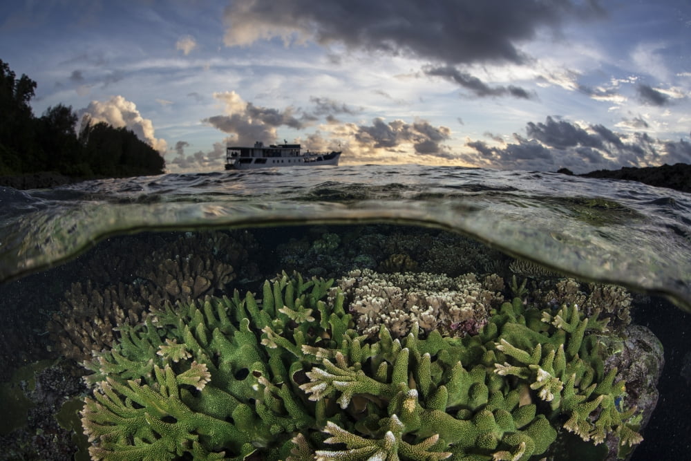 Reef-building corals thrive on a reef in the Solomon Islands Canvas Art - Ethan DanielsStocktrek Images (17 x 12)