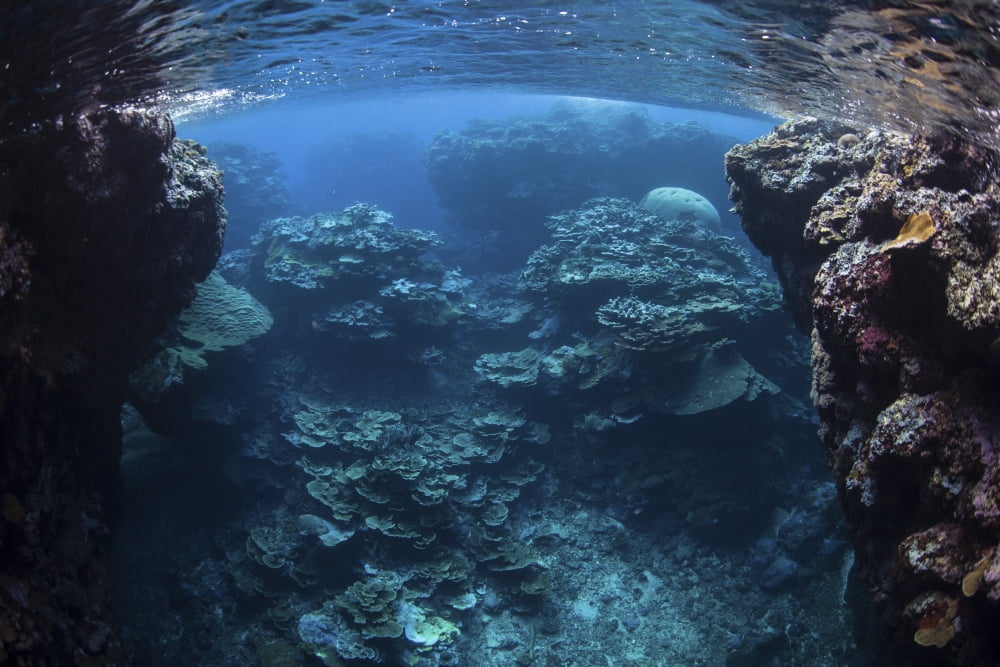 Reef-building corals thrive on a reef in the Solomon Islands Canvas Art - Ethan DanielsStocktrek Images (34 x 23)