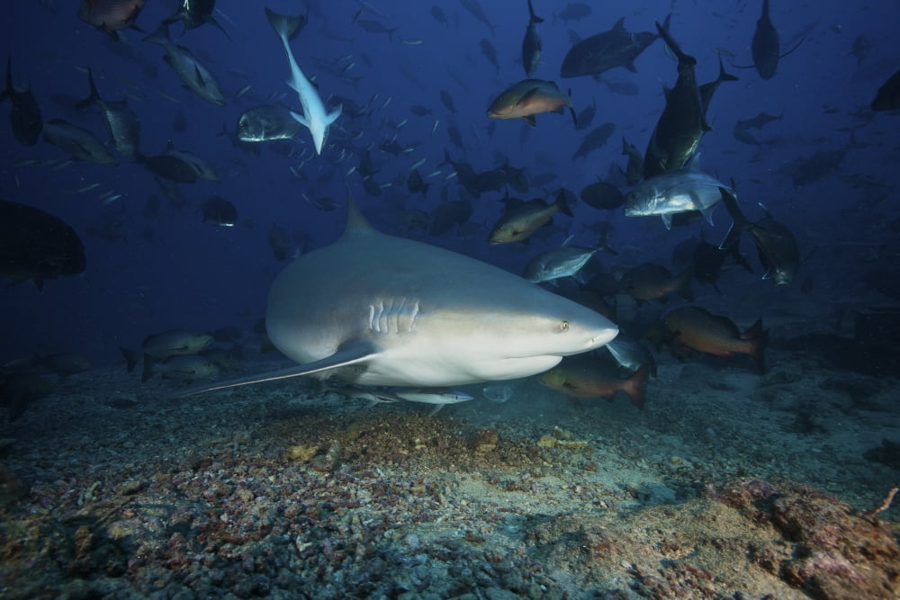 Reef fish scatter as a large bull shark searches for food on the ocean floor Canvas Art - Terry MooreStocktrek Images (35 x 23)