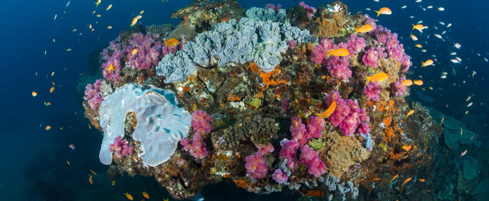 Reef outcrop encrusted with colorful hard and soft corals surrounded by Sea goldies (Pseudanthias squamipinnis) fish Rocktail Bay South Africa Canvas Art - Panoramic Images (36 x 12)