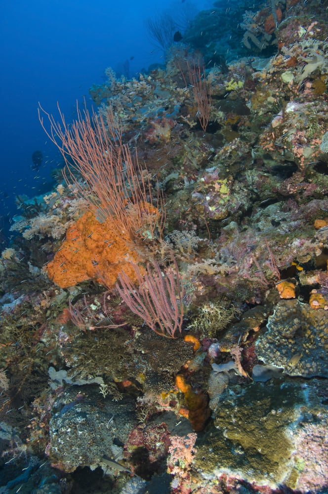 Reef scape in the Solomon Islands showing various corals Canvas Art - Steve JonesStocktrek Images (23 x 35)