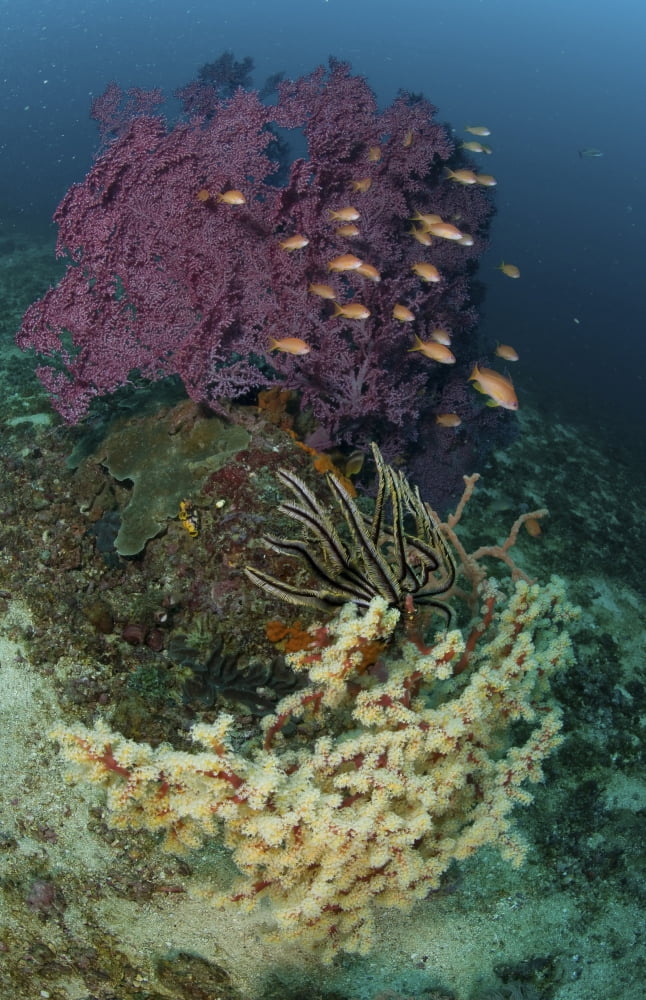 Reef scene with coral and fish Philippines Canvas Art - Mathieu MeurStocktrek Images (12 x 18)