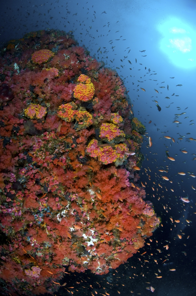 Reef scene with coral and fish Philippines Canvas Art - Mathieu MeurStocktrek Images (12 x 18)
