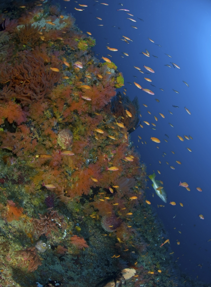 Reef scene with coral and fish Philippines Canvas Art - Mathieu MeurStocktrek Images (13 x 17)