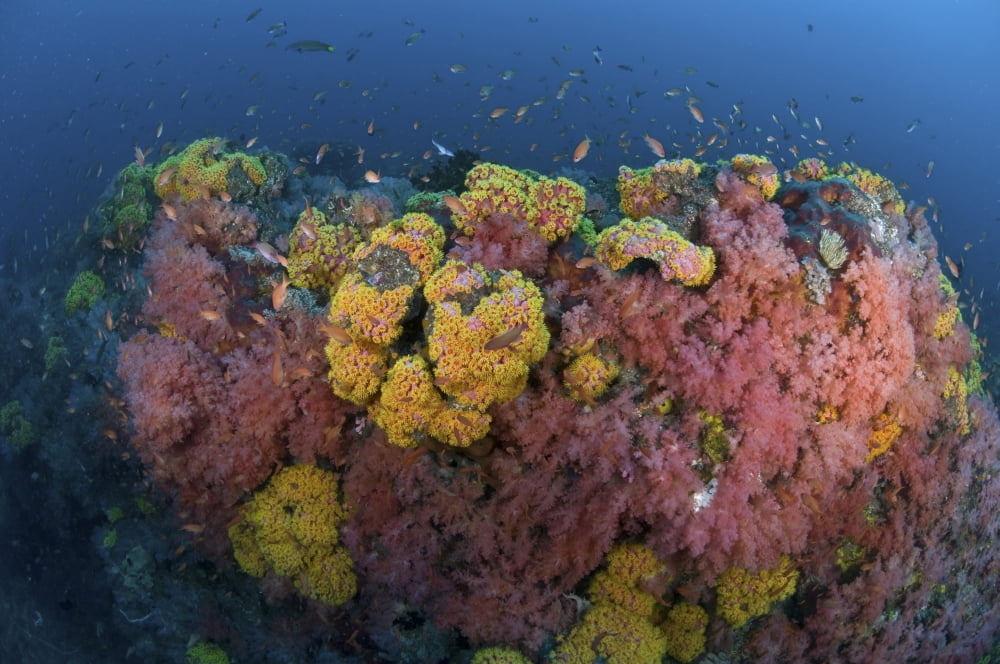 Reef scene with coral and fish Philippines Canvas Art - Mathieu MeurStocktrek Images (18 x 12)