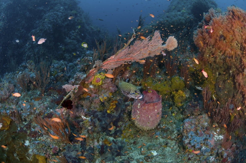 Reef scene with coral and fish Philippines Canvas Art - Mathieu MeurStocktrek Images (18 x 12)