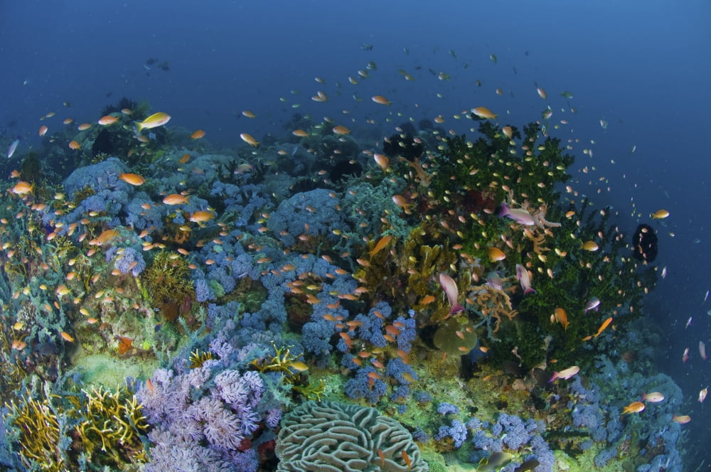 Reef scene with coral and fish Philippines Canvas Art - Mathieu MeurStocktrek Images (18 x 12)