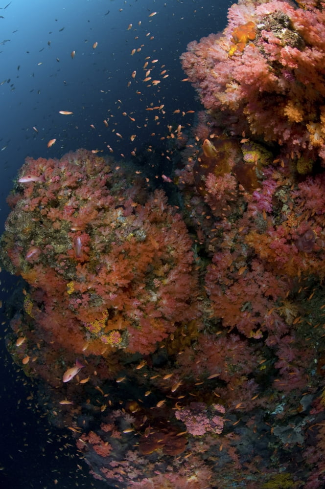 Reef scene with coral and fish Philippines Canvas Art - Mathieu MeurStocktrek Images (23 x 35)