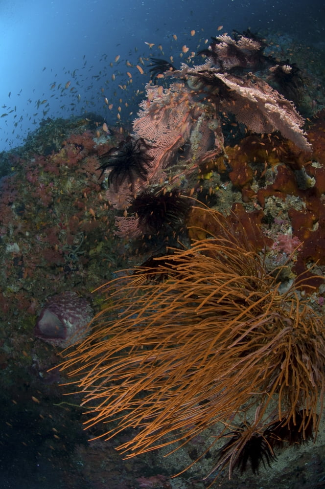 Reef scene with coral and fish Philippines Canvas Art - Mathieu MeurStocktrek Images (23 x 35)