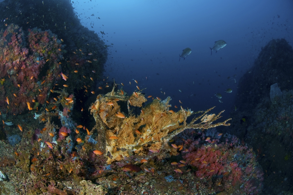 Reef scene with coral and fish Philippines Canvas Art - Mathieu MeurStocktrek Images (35 x 23)