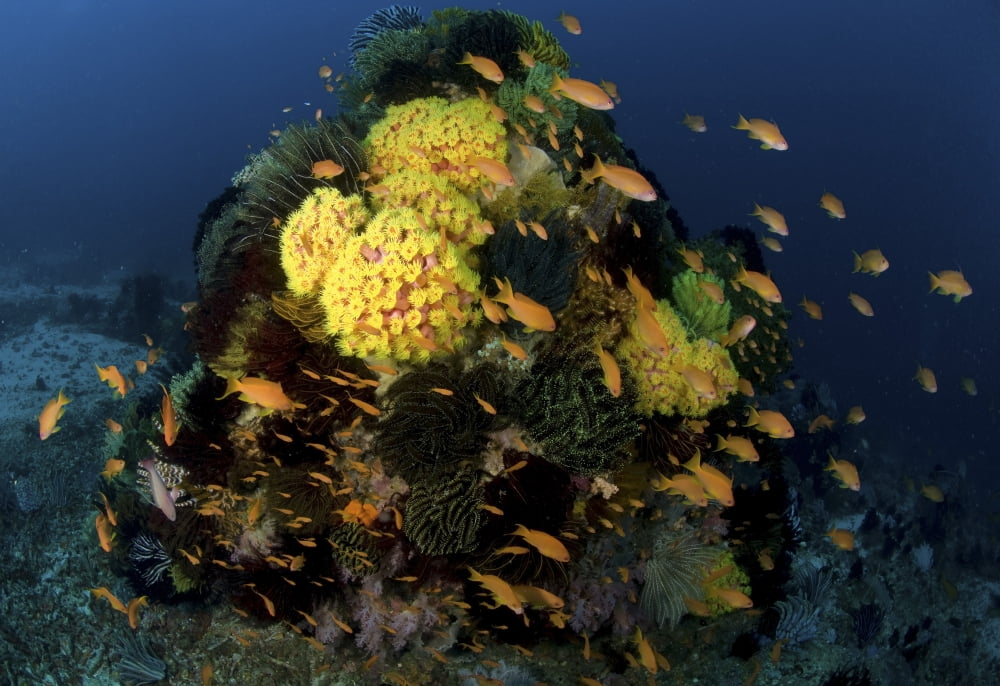 Reef scene with coral and fish Philippines Canvas Art - Mathieu MeurStocktrek Images (35 x 24)