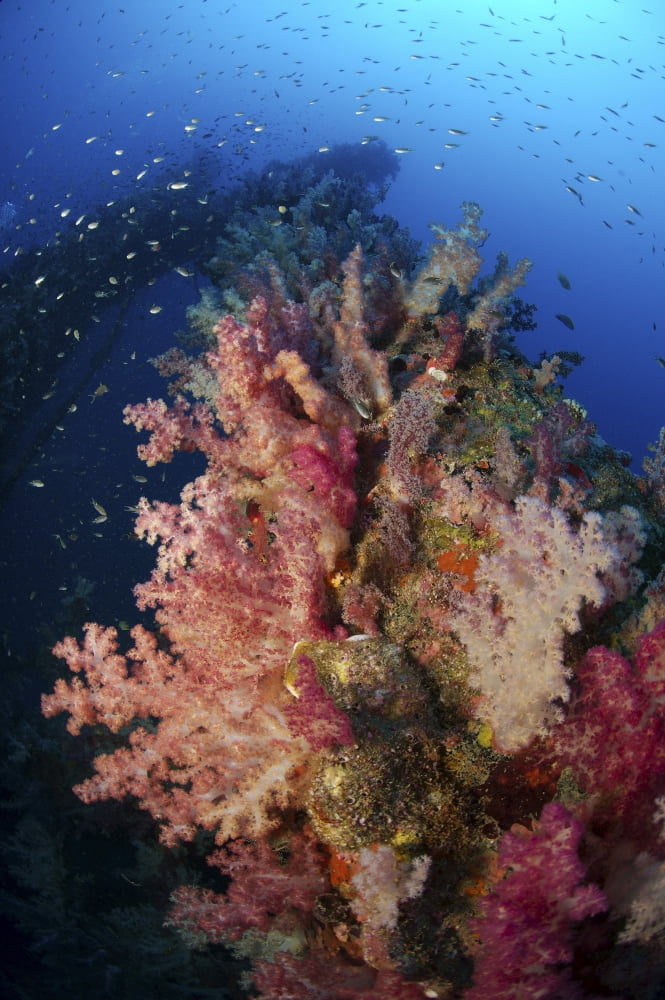 Reef scene with corals and fish Acasta Reef Indonesia Canvas Art - Mathieu MeurStocktrek Images (12 x 18)