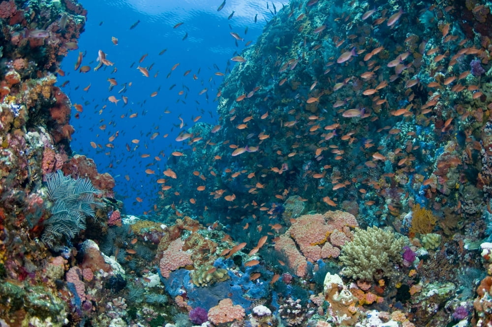 Reef scene with corals and fish Komodo Indonesia Canvas Art - Mathieu MeurStocktrek Images (18 x 12)