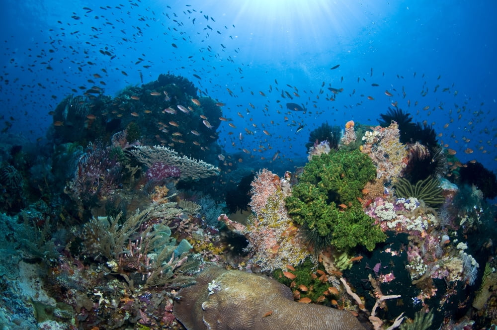 Reef scene with corals and fish Komodo Indonesia Canvas Art - Mathieu MeurStocktrek Images (18 x 12)