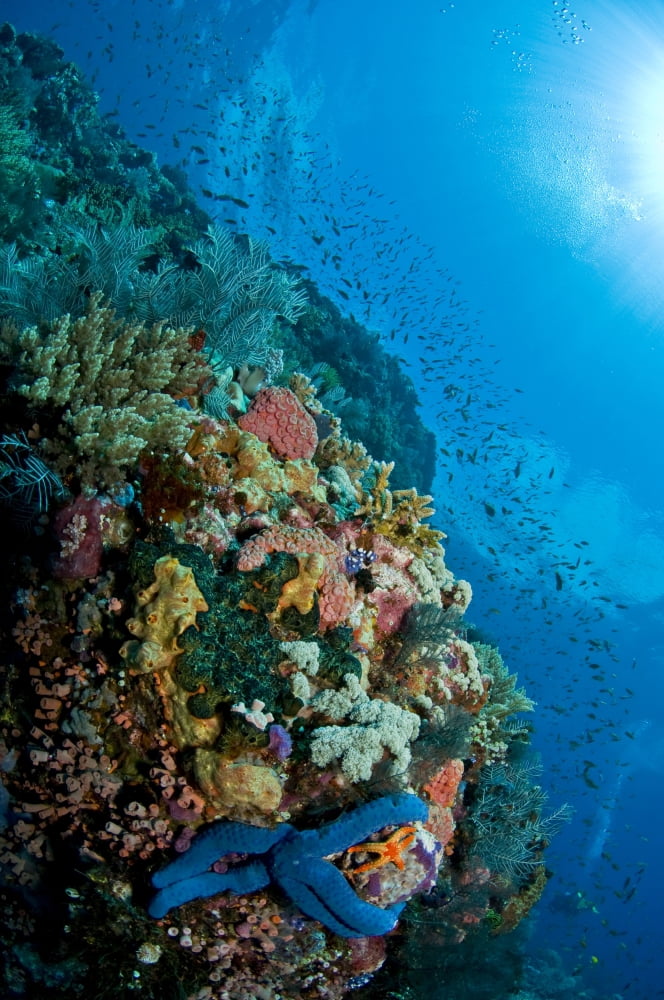 Reef scene with corals and fish Komodo Indonesia Canvas Art - Mathieu MeurStocktrek Images (23 x 35)