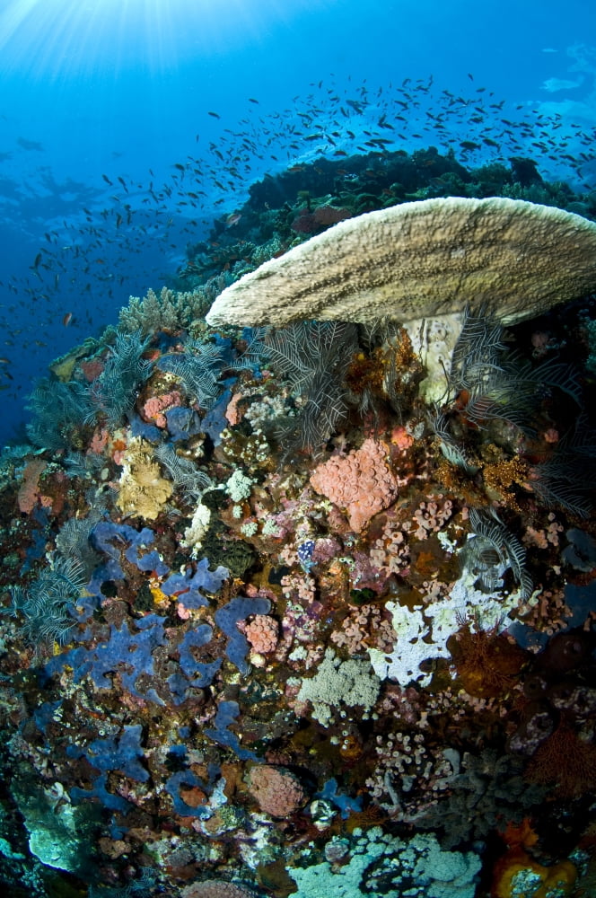 Reef scene with corals and fish Komodo Indonesia Canvas Art - Mathieu MeurStocktrek Images (23 x 35)