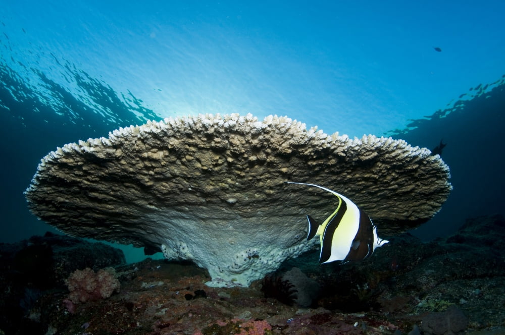 Reef scene with corals and fish Komodo Indonesia Canvas Art - Mathieu MeurStocktrek Images (35 x 23)