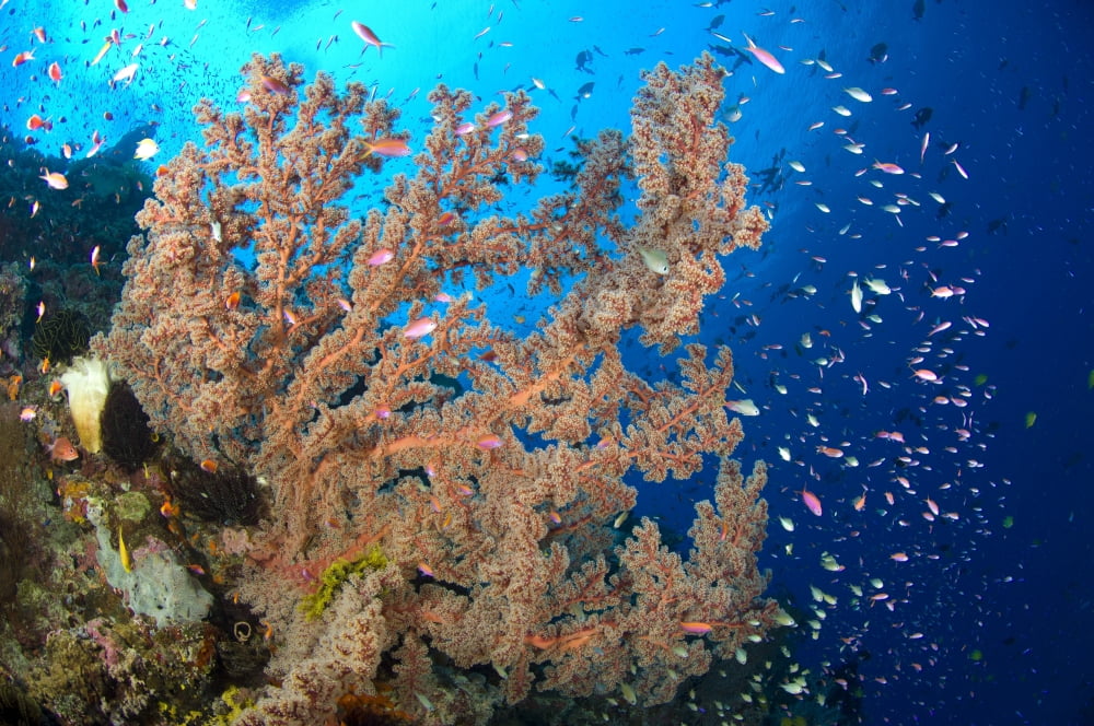 Reef scene with sea fan Papua New Guinea Canvas Art - Steve JonesStocktrek Images (35 x 23)