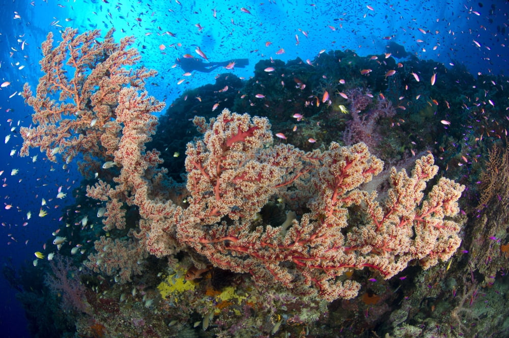Reef scene with sea fan Papua New Guinea Canvas Art - Steve JonesStocktrek Images (35 x 23)