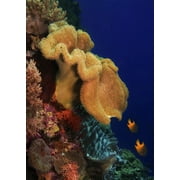 Reef scene with yellow soft coral in Wakatobi National Park, Indonesia. Poster Print by Beth Watson (11 x 17)