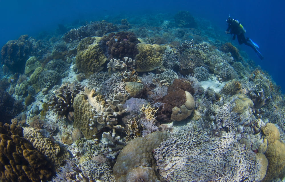 Reef top seascape in Bunaken National Park Sulawesi Indonesia Canvas Art - Steve JonesStocktrek Images (36 x 23)