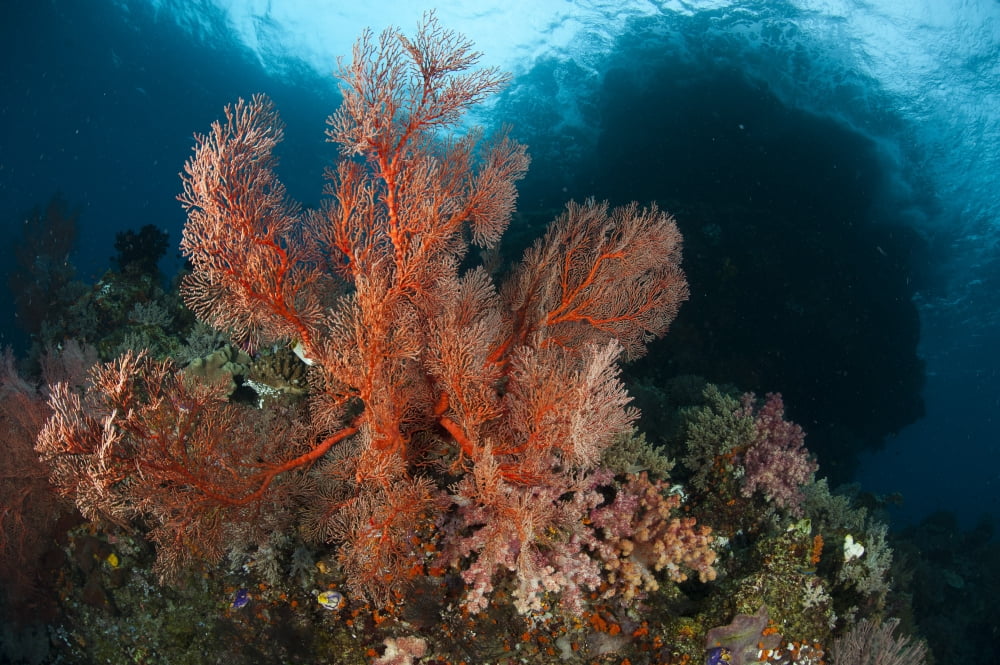 Reefscape in Raja Ampat covered in gorgonians Indonesia Canvas Art - Steve JonesStocktrek Images (18 x 12)