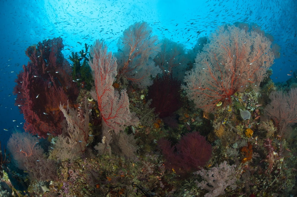 Reefscape in Raja Ampat covered in gorgonians Indonesia Canvas Art - Steve JonesStocktrek Images (35 x 23)