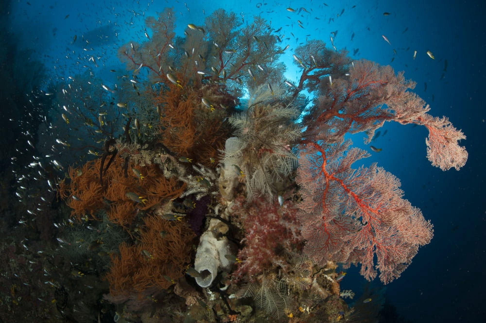 Reefscape with black coral and gorgonian sea fan Raja Ampat Indonesia Canvas Art - Steve JonesStocktrek Images (35 x 23)