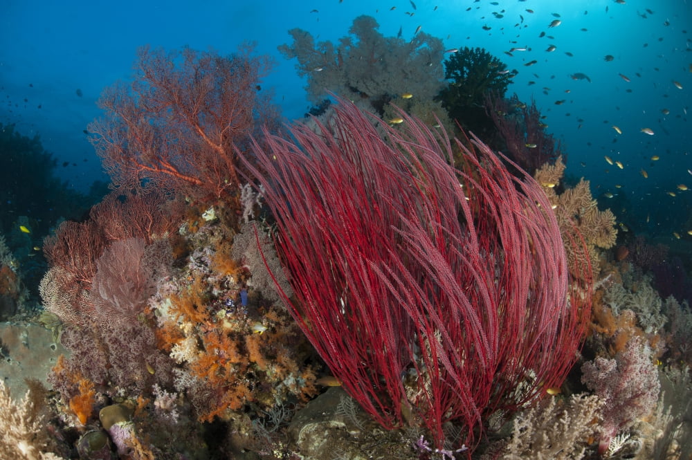 Reefscape with grand sea whip and gorgonian sea fans Canvas Art - Steve JonesStocktrek Images (35 x 23)