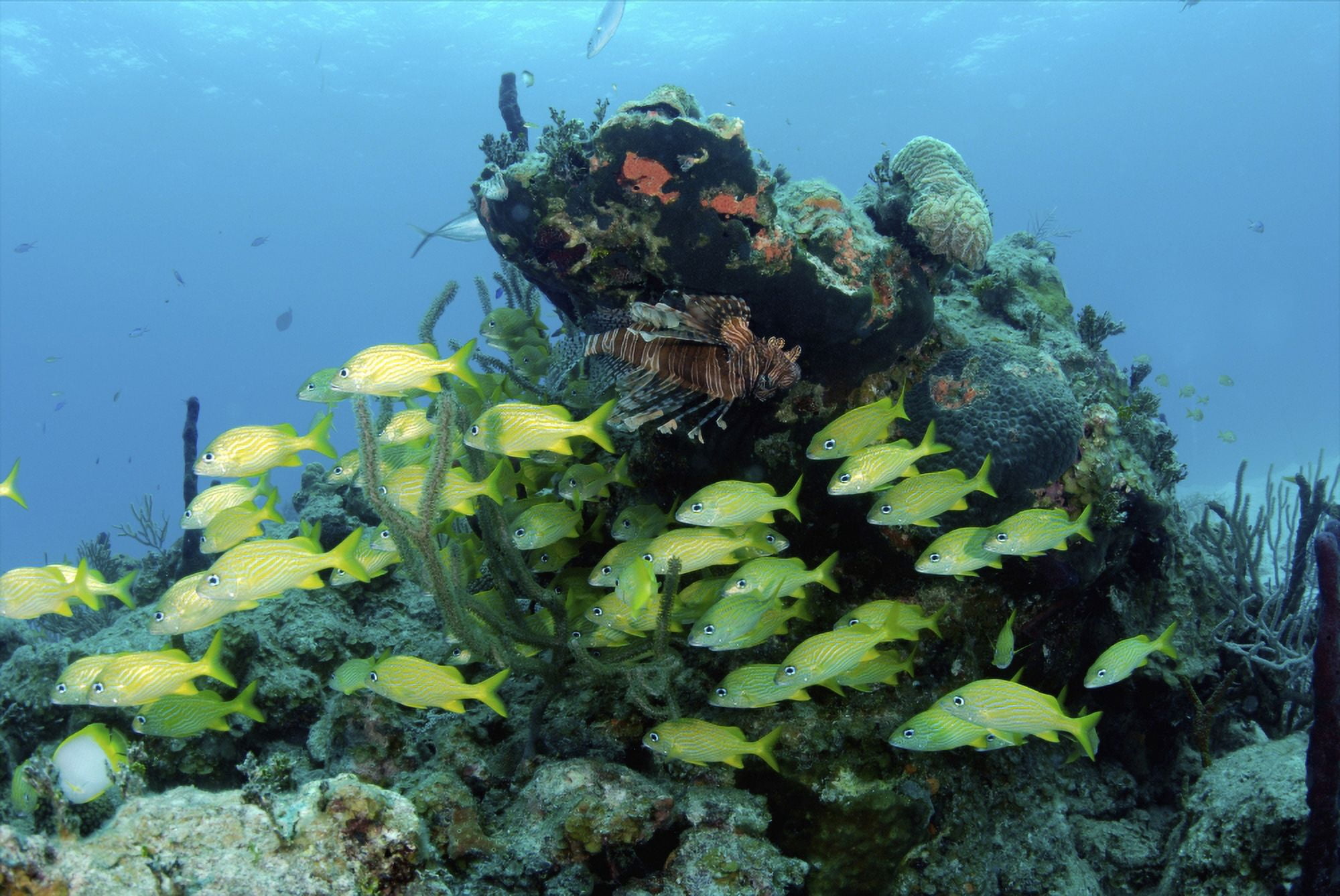 Reefscape with school of striped grunts Canvas Art - Amanda NichollsStocktrek Images (34 x 23)