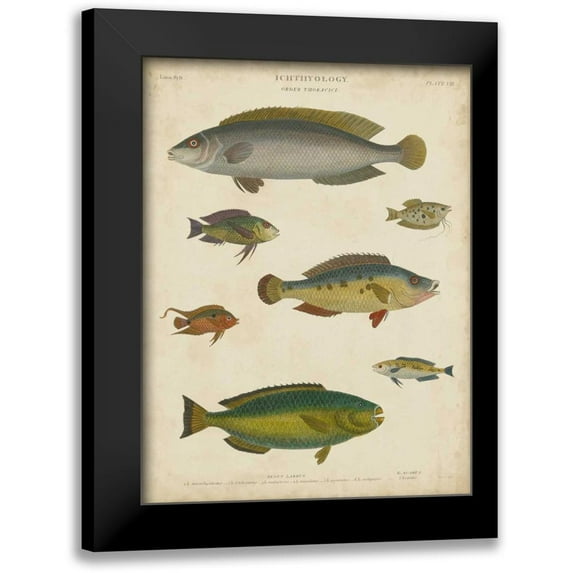 Rees, Abraham 19x24 Black Modern Framed Museum Art Print Titled - Non-Embellished Ichthyology II