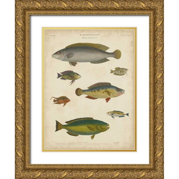 Rees, Abraham 19x24 Gold Ornate Wood Framed with Double Matting Museum Art Print Titled - Non-Embellished Ichthyology II