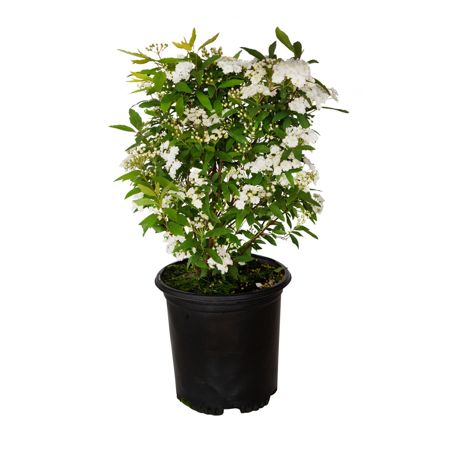 2.5 Quart White Bridal Wreath Spirea Flowering Shrub