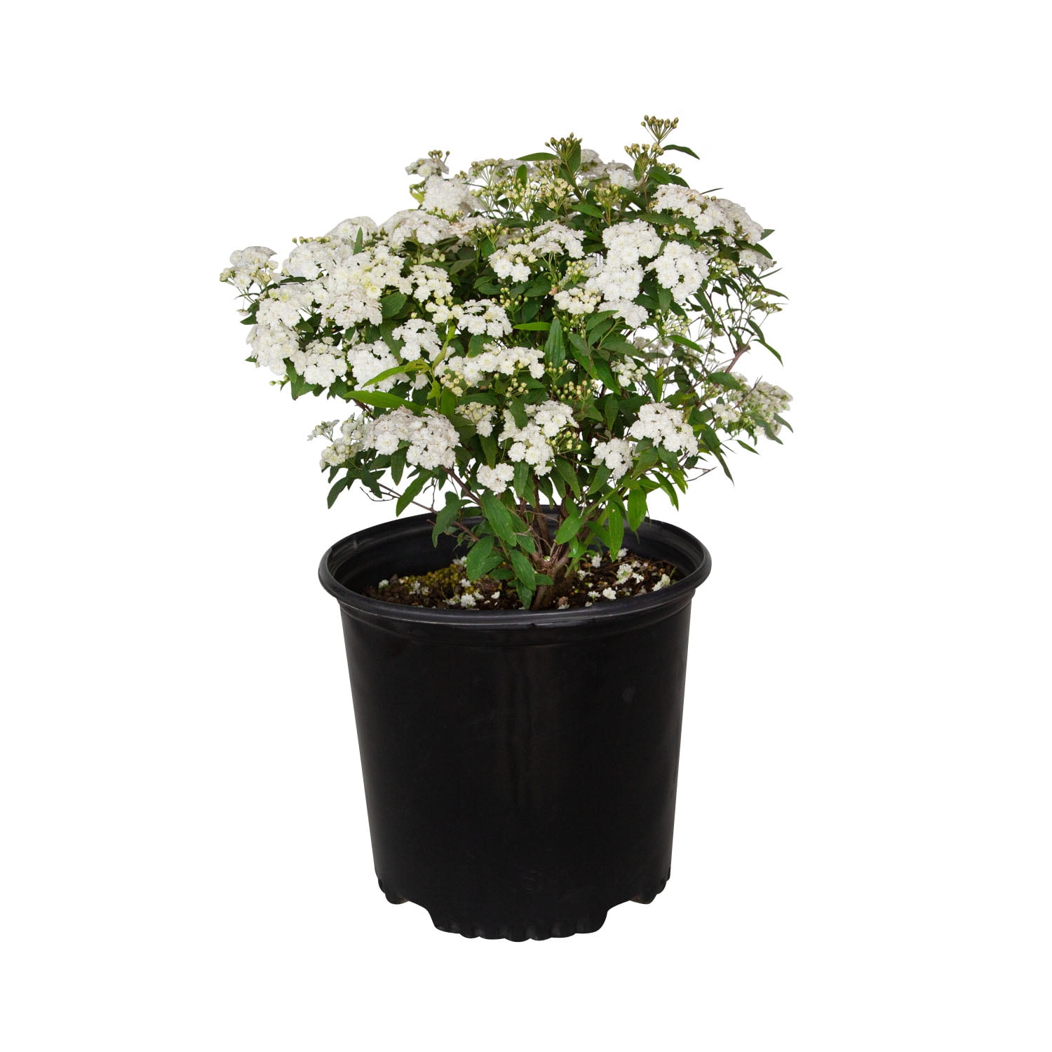 Reeves Bridal Wreath Spirea (2.5 Quart) White Blooming
