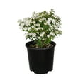 thumbnail image 1 of Expert Gardener Reeves Bridal Wreath Spirea Bush (2.5 Gallon) White Blooming Deciduous Shrub - Full Sun Live Plant, 1 of 7