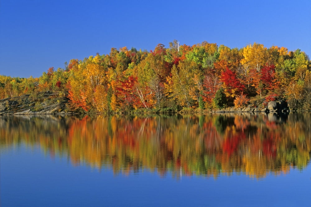Reflected Autumn Trees In Simon Lake Naughton Ontario Canvas Art - Mike Grandmaison Design Pics (34 x 22)