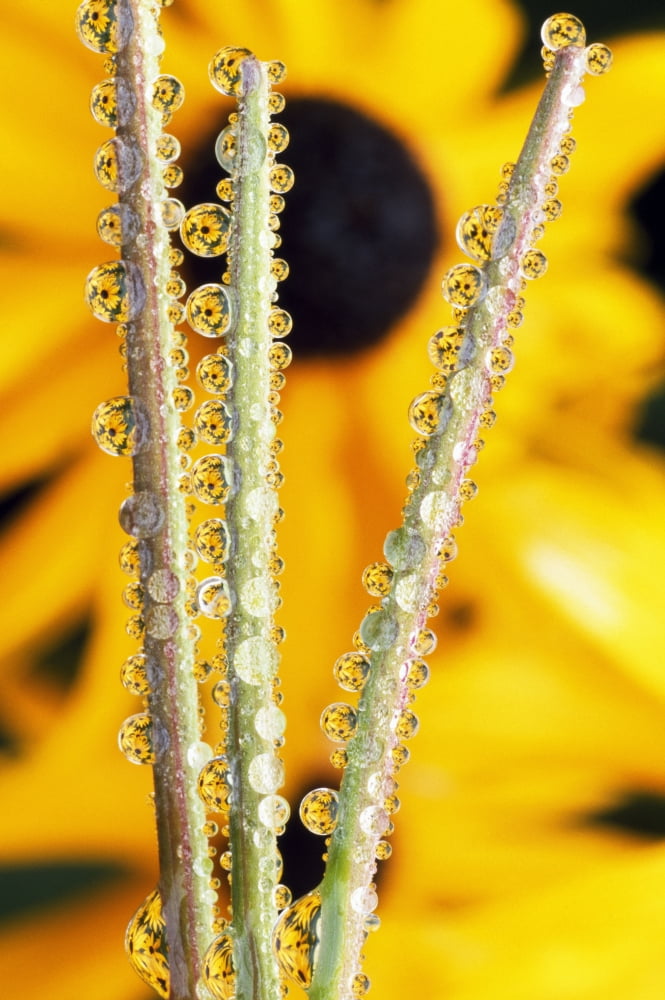Reflection In Dew Drops Canvas Art - Natural Selection Craig Tuttle Design Pics (24 x 36)