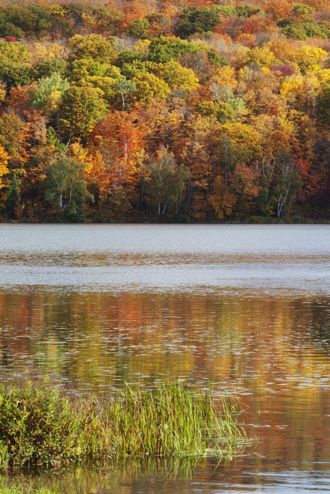 Reflection Of Autumn Colors In A Lake Ontario Canada Canvas Art - Susan Dykstra Design Pics (12 x 19)