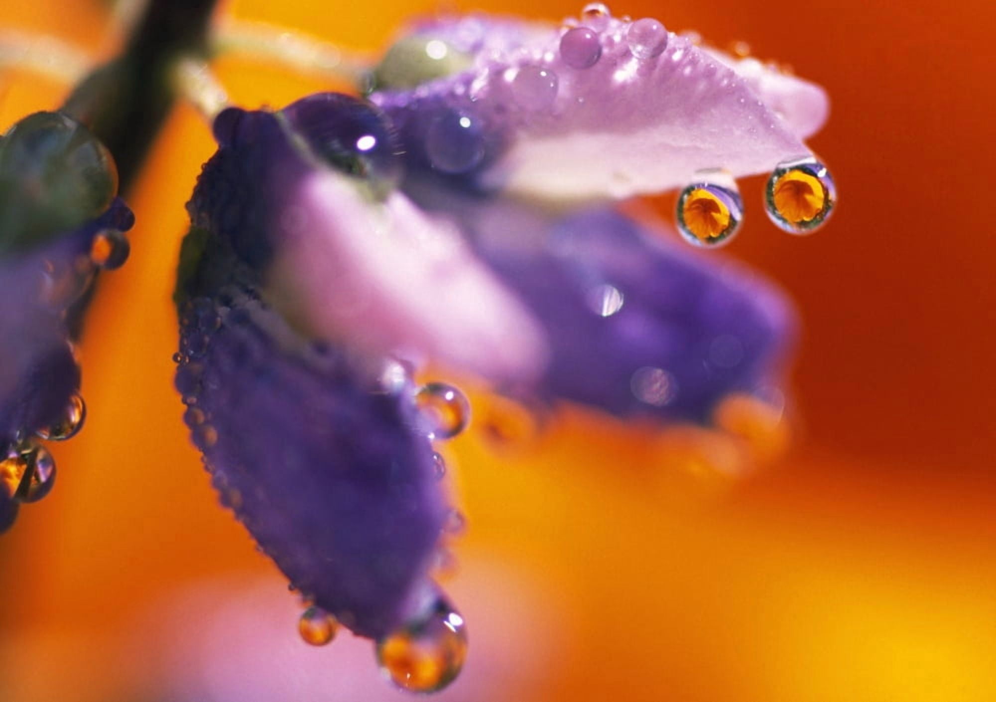 Reflection Of Flower In Dew Drops Canvas Art - Natural Selection Craig Tuttle Design Pics (18 x 12)