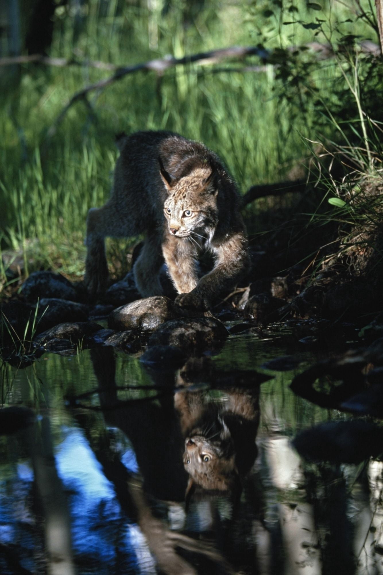 Reflection Of Lynx In Stream Idaho Usa Canvas Art - David Ponton Design Pics (24 x 38)