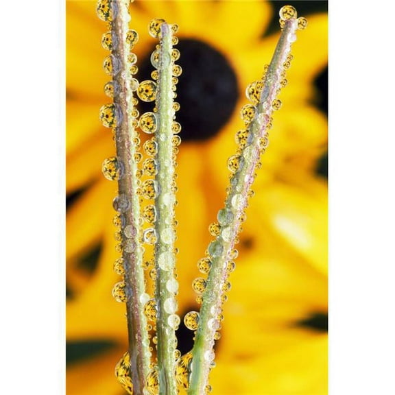 Reflection in Dew Drops Poster Print by Natural Selection Craig Tuttle, 12 x 18
