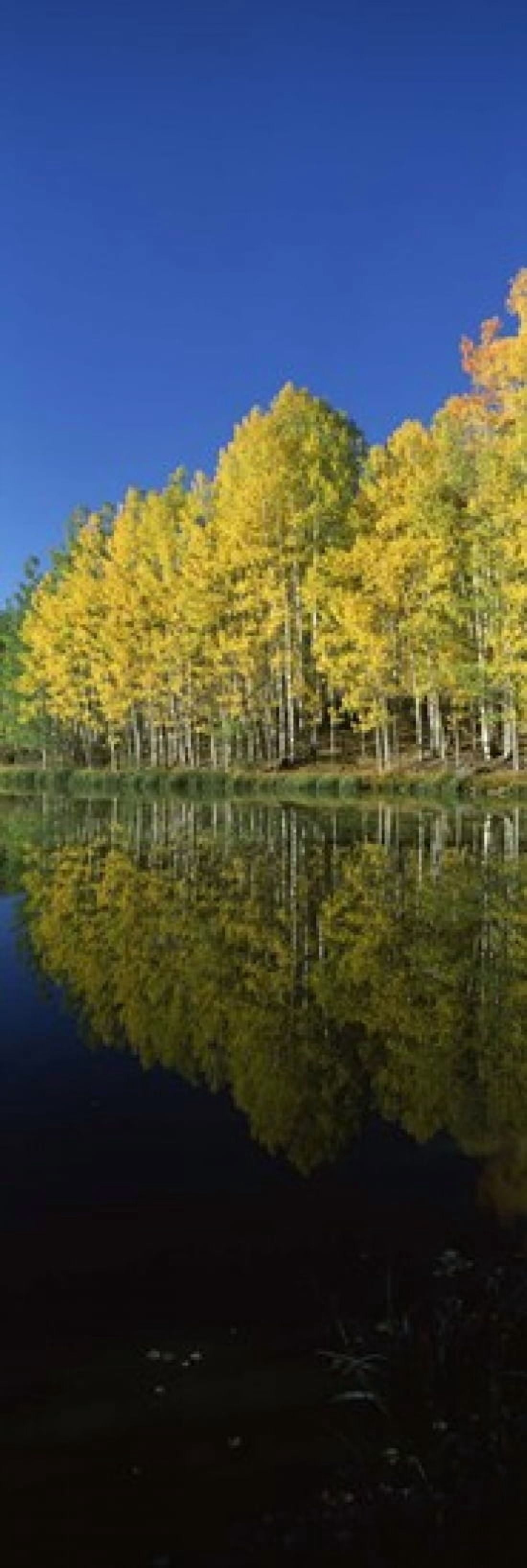 Reflection of Aspen trees in a lake Colorado USA Canvas Art - Panoramic Images (18 x 6)