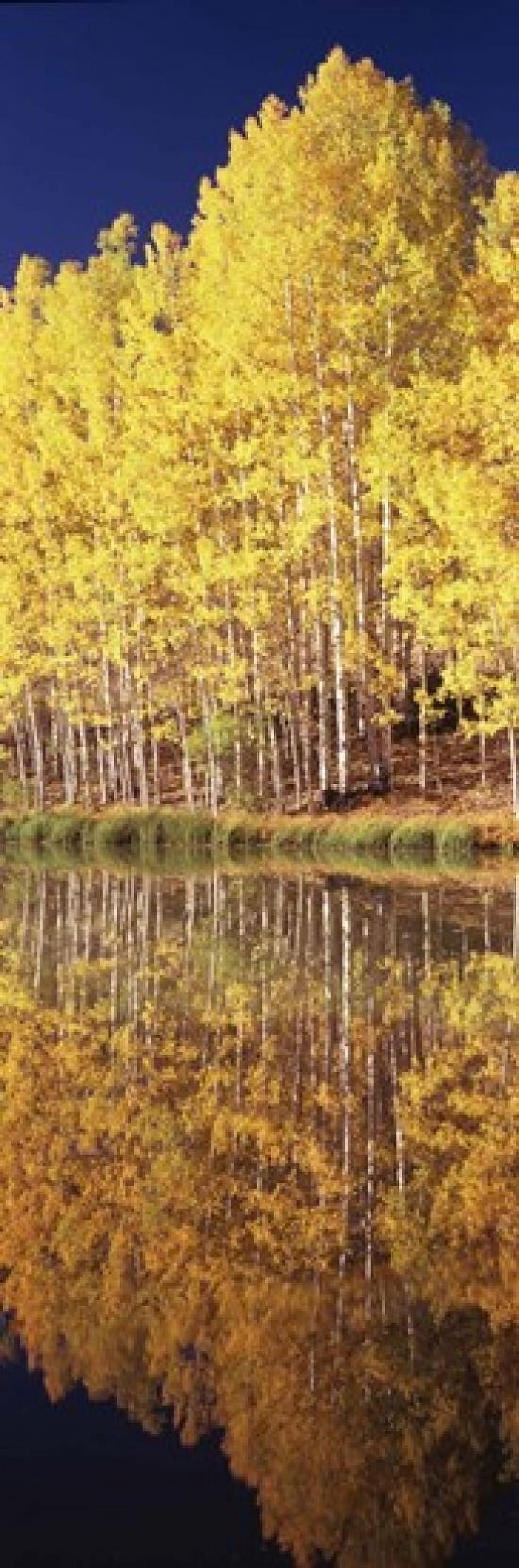 Reflection of Aspen trees in a lake Telluride San Miguel County Colorado USA Canvas Art - Panoramic Images (18 x 6)