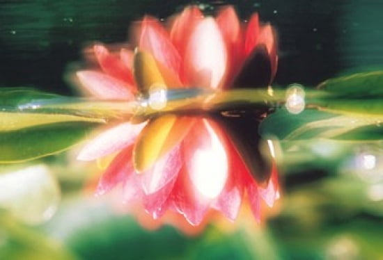 Reflection of Flower in Pond Lotus Canvas Art - Panoramic Images (36 x 25)